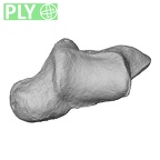 NH MER33 724 Pan troglodytes troglodytes trapezium left ply