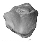 NH MER33 724 Pan troglodytes troglodytes trapezoid left distal