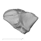 NH MER33 724 Pan troglodytes troglodytes trapezoid left proximal