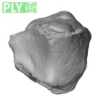NH MER33 724 Pan troglodytes troglodytes trapezoid left ply