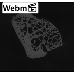 NH MER33 724 Pan troglodytes troglodytes triquetrum left ct stack movie