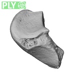 NH MER33 724 Pan troglodytes troglodytes triquetrum left ply
