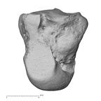 NH MER35 105 Pan troglodytes troglodytes capitate right ulnar