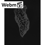 NH MER35 105 Pan troglodytes troglodytes capitate right ct stack movie