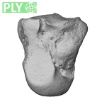 NH MER35 105 Pan troglodytes troglodytes capitate right ply