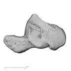 NH MER35 105 Pan troglodytes troglodytes hamate right radial