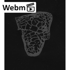 NH MER35 105 Pan troglodytes troglodytes hamate right ct stack movie