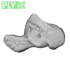 NH MER35 105 Pan troglodytes troglodytes hamate right ply