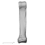 NH MER35 105 Pan troglodytes troglodytes hand phalanx fifth proximal right palmar