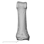hand phalanx first proximal right