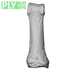 NH MER35 105 Pan troglodytes troglodytes hand phalanx first proximal right ply