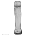 NH MER35 105 Pan troglodytes troglodytes hand phalanx fourth proximal right palmar