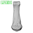 NH MER35 105 Pan troglodytes troglodytes hand phalanx second middle right ply