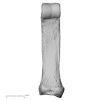 NH MER35 105 Pan troglodytes troglodytes hand phalanx second proximal right palmar