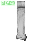 NH MER35 105 Pan troglodytes troglodytes hand phalanx second proximal right ply