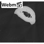 NH MER35 105 Pan troglodytes troglodytes hand phalanx third middle right ct stack movie