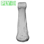 NH MER35 105 Pan troglodytes troglodytes hand phalanx third middle right ply
