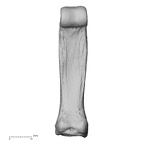 NH MER35 105 Pan troglodytes troglodytes hand phalanx third proximal right palmar