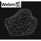 NH MER35 105 Pan troglodytes troglodytes lunate right ct stack movie