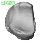 NH MER35 105 Pan troglodytes troglodytes lunate right ply