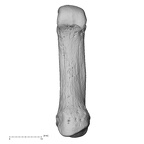 NH MER35 105 Pan troglodytes troglodytes metacarpal first right palmar