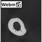 NH MER35 105 Pan troglodytes troglodytes metacarpal first right ct stack movie
