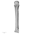 NH MER35 105 Pan troglodytes troglodytes metacarpal fourth right palmar