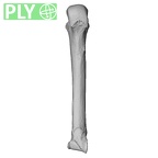 NH MER35 105 Pan troglodytes troglodytes metacarpal fourth right ply