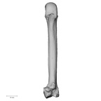 NH MER35 105 Pan troglodytes troglodytes metacarpal second right palmar