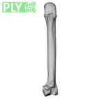 NH MER35 105 Pan troglodytes troglodytes metacarpal second right ply