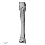 NH MER35 105 Pan troglodytes troglodytes metacarpal third right palmar