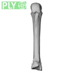 NH MER35 105 Pan troglodytes troglodytes metacarpal third right ply