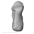 NH MER35 105 Pan troglodytes troglodytes pisiform right radial