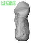NH MER35 105 Pan troglodytes troglodytes pisiform right ply