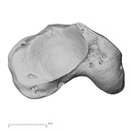 NH MER35 105 Pan troglodytes troglodytes scaphoid right distal