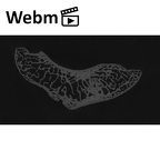 NH MER35 105 Pan troglodytes troglodytes scaphoid right ct stack movie