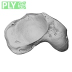 NH MER35 105 Pan troglodytes troglodytes scaphoid right ply