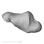 NH MER35 105 Pan troglodytes troglodytes trapezium right distal