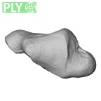 NH MER35 105 Pan troglodytes troglodytes trapezium right ply