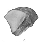 NH MER35 105 Pan troglodytes troglodytes trapezoid right proximal