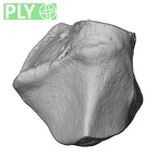 NH MER35 105 Pan troglodytes troglodytes trapezoid right ply