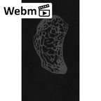 NH MER35 105 Pan troglodytes troglodytes triquetrum right ct stack movie