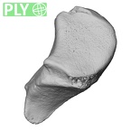 NH MER35 105 Pan troglodytes troglodytes triquetrum right ply