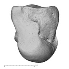 NH MER35 145 Pan troglodytes schweinfurthii capitate right ulnar