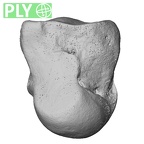 NH MER35 145 Pan troglodytes schweinfurthii capitate right ply