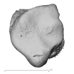 NH MER35 145 Pan troglodytes schweinfurthii hamate right distal