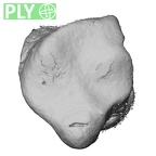 NH MER35 145 Pan troglodytes schweinfurthii hamate right ply