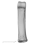 NH MER35 145 Pan troglodytes schweinfurthii hand phalanx fifth proximal right palmar