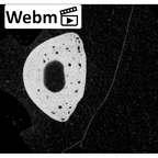 NH MER35 145 Pan troglodytes schweinfurthii hand phalanx fifth proximal right ct stack movie