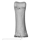 hand phalanx first proximal right